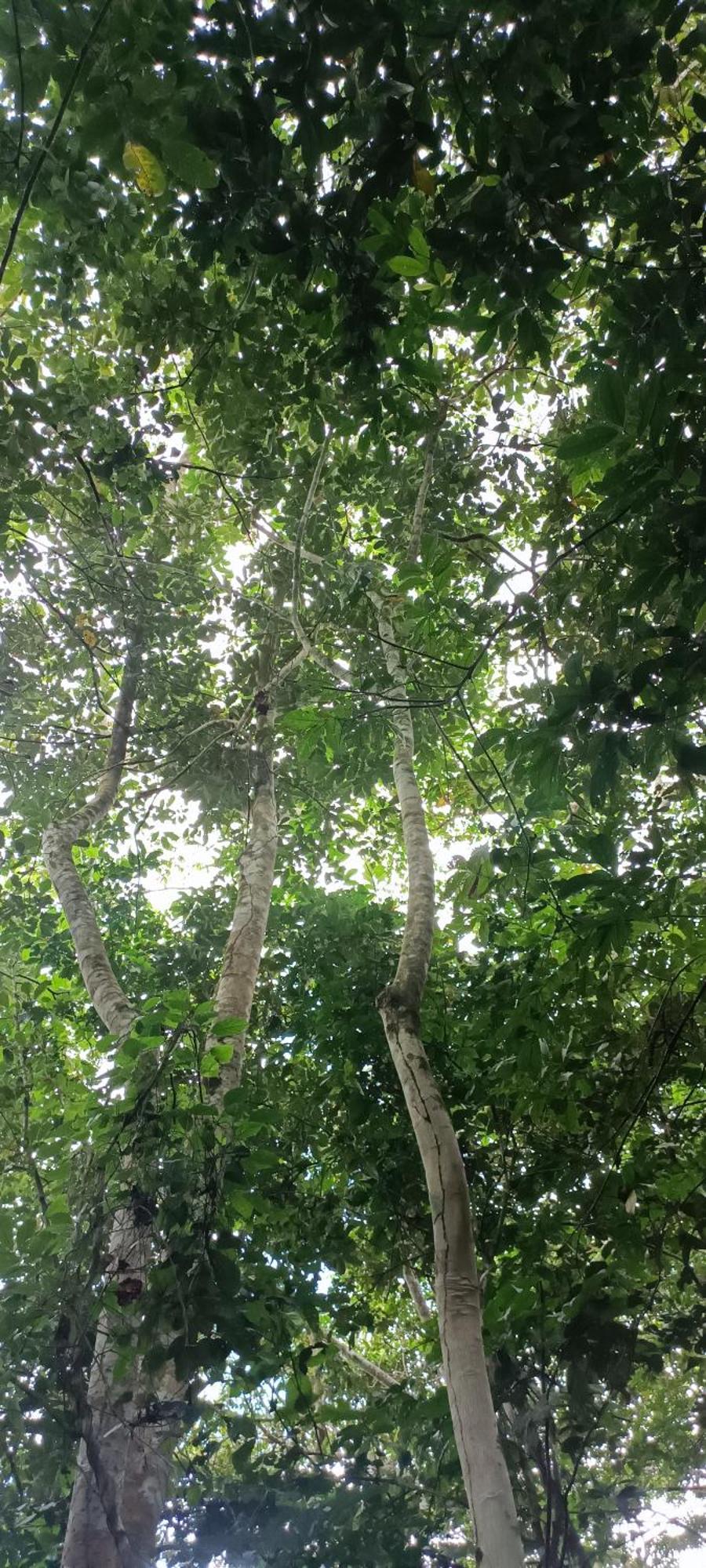 Hotel Ecologico Makalombia La Macarena ภายนอก รูปภาพ