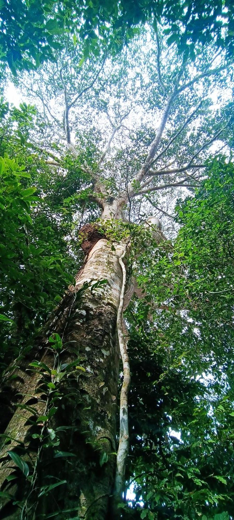 Hotel Ecologico Makalombia La Macarena ภายนอก รูปภาพ